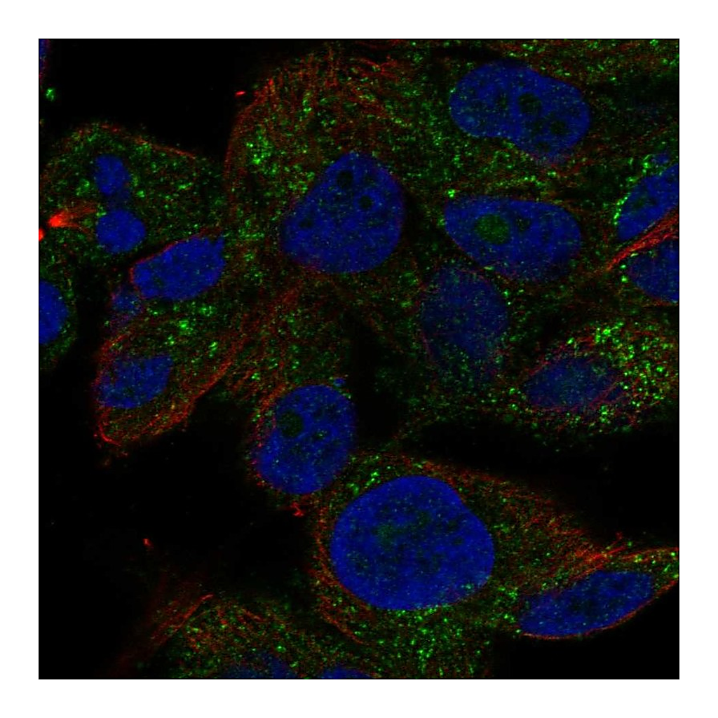 Atlas Antibodies Anti-TRIM51 Antibody