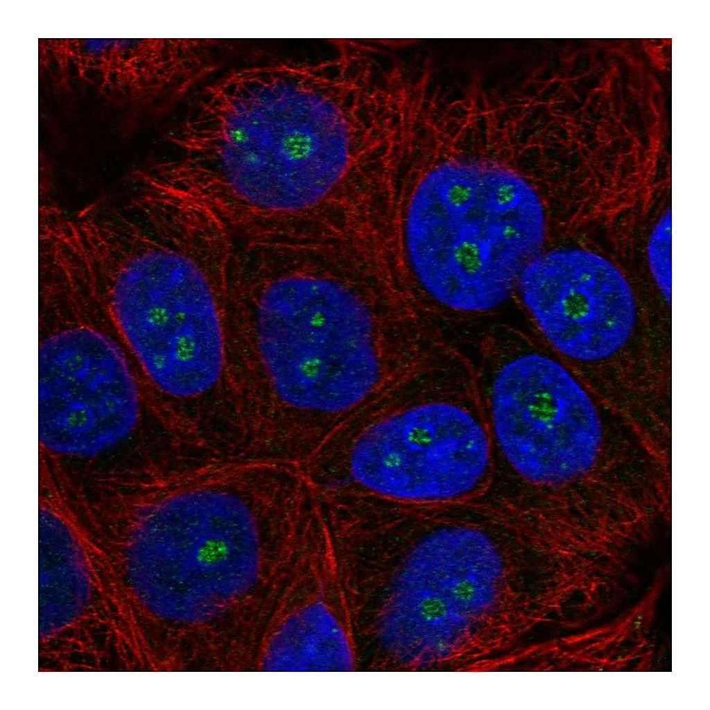Atlas Antibodies Anti-TRIM52 Antibody
