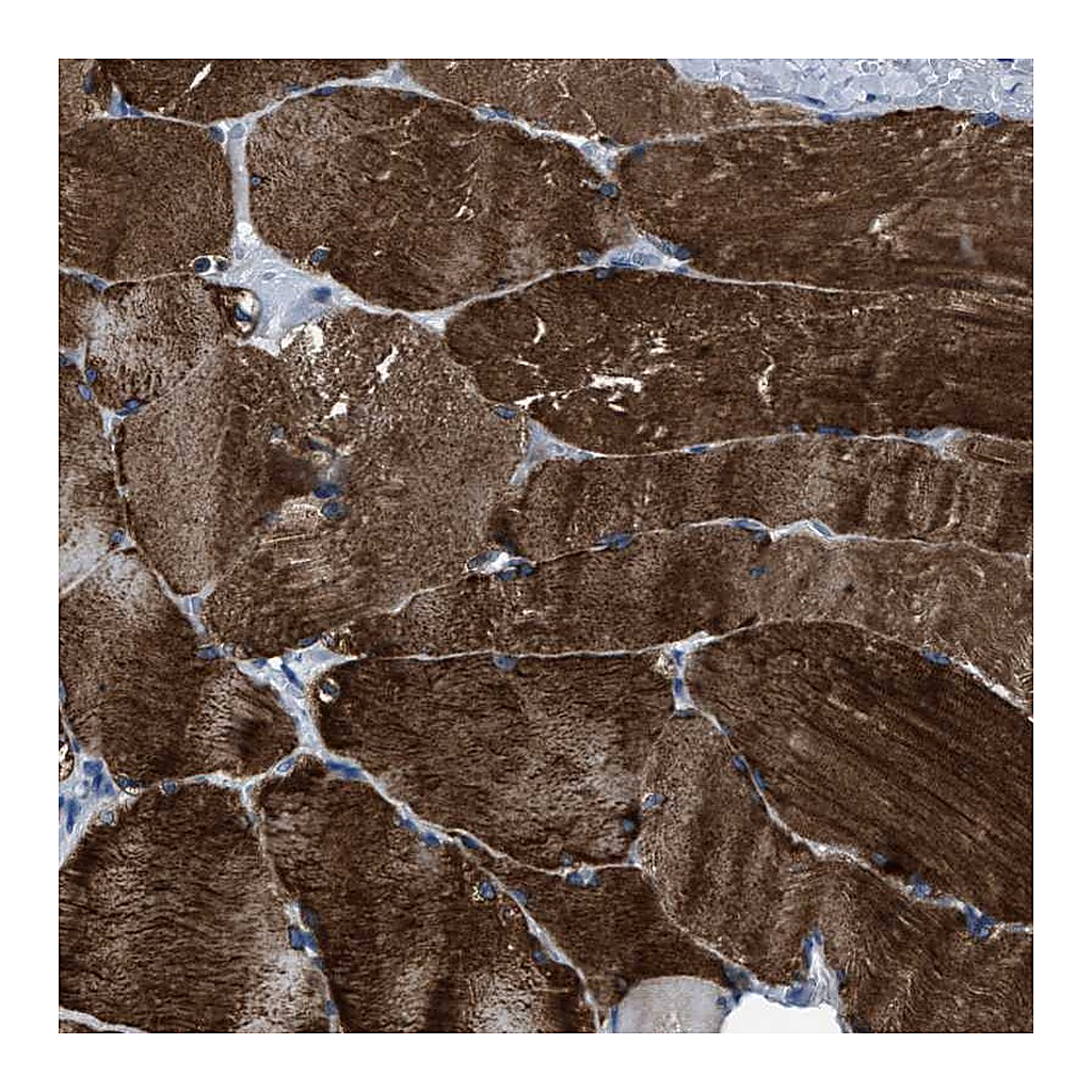 Atlas Antibodies Anti-TRIM54 Antibody
