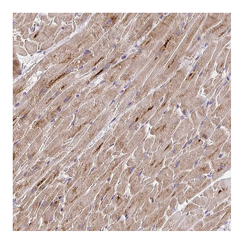 Atlas Antibodies Anti-TRIM55 Antibody