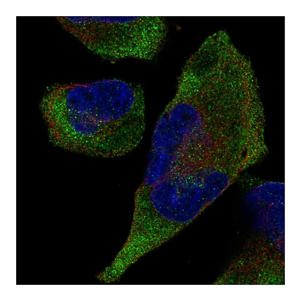 Atlas Antibodies Anti-TRIM9 Antibody