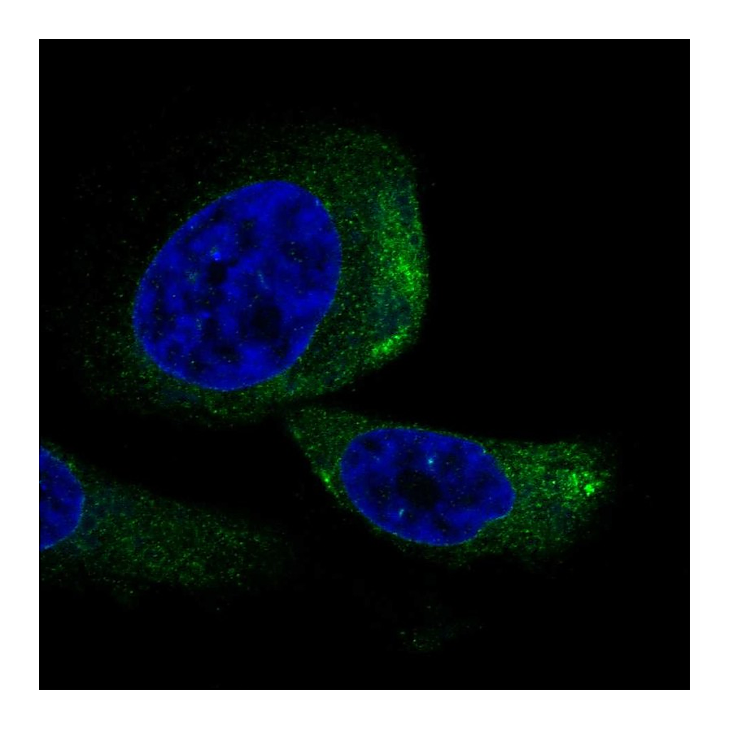 Atlas Antibodies Anti-TRIQK Antibody