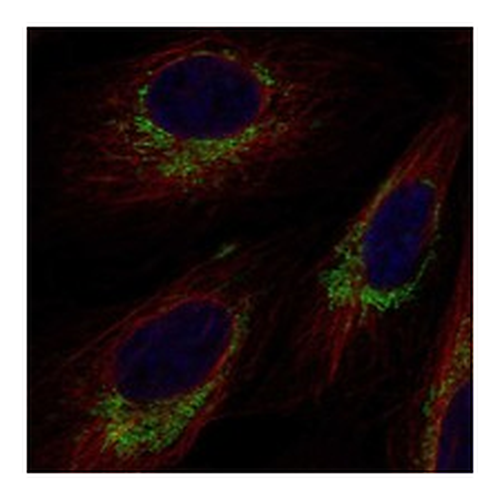 Atlas Antibodies Anti-TRIT1 Antibody
