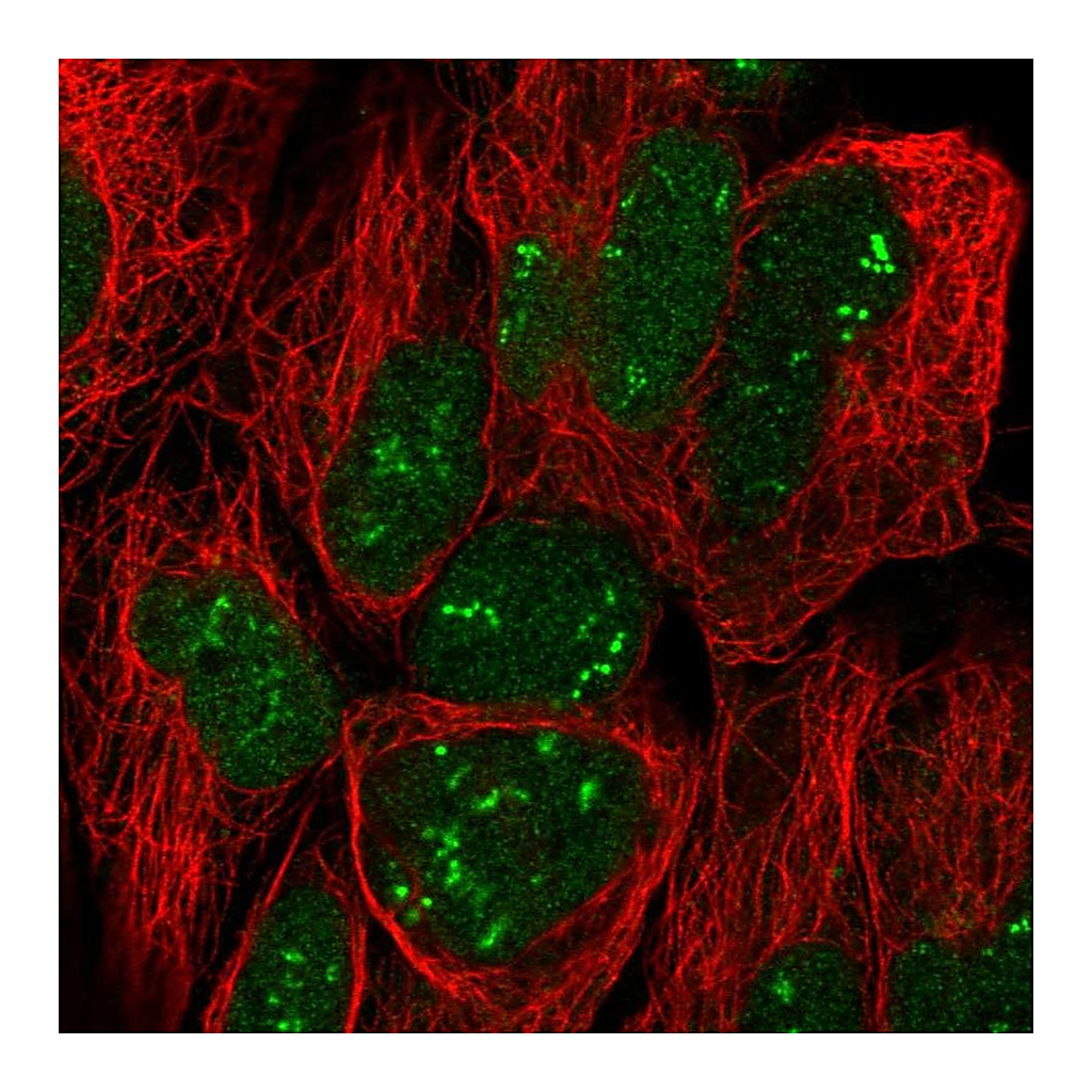 Atlas Antibodies Anti-TRO Antibody