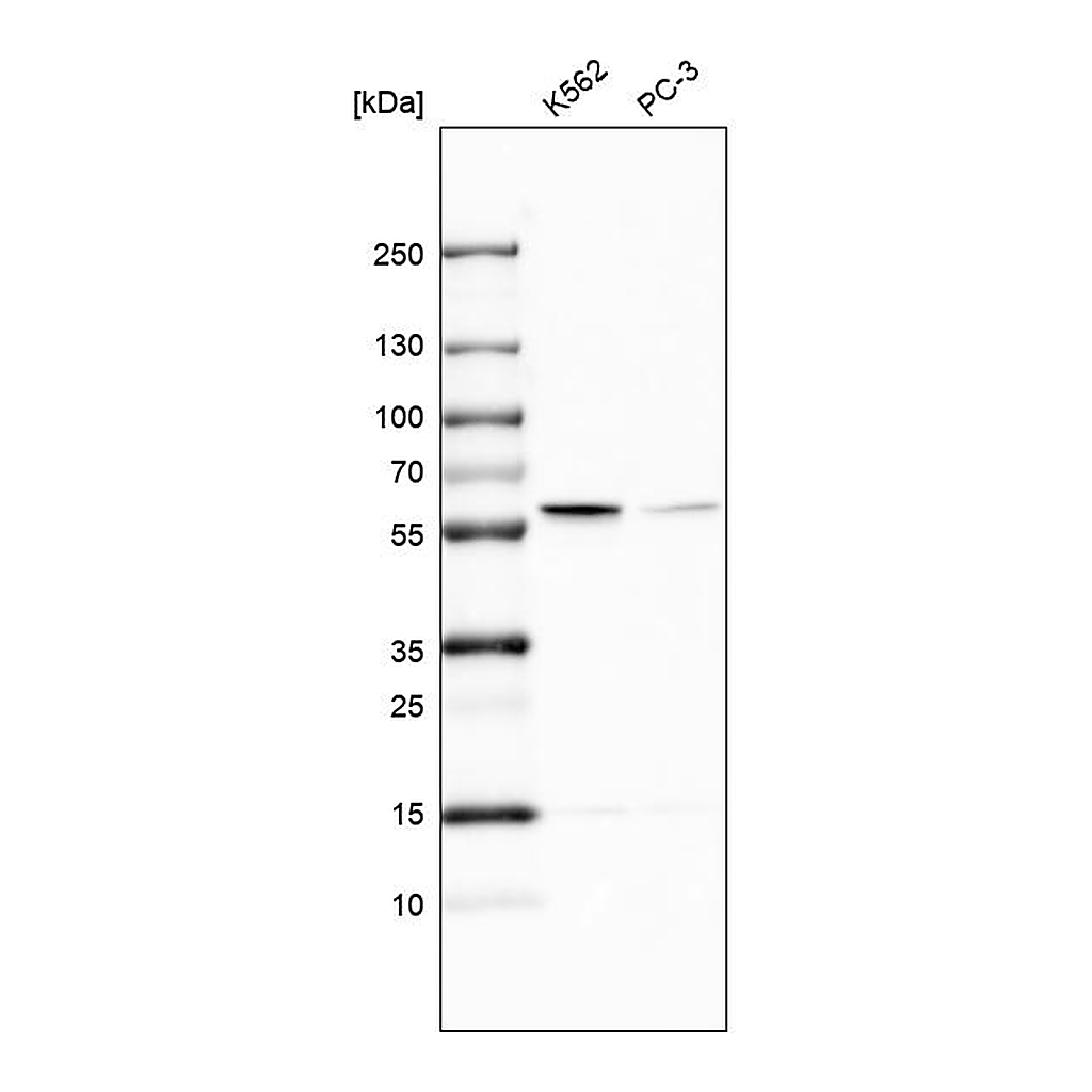 Atlas Antibodies Anti-TROVE2 Antibody