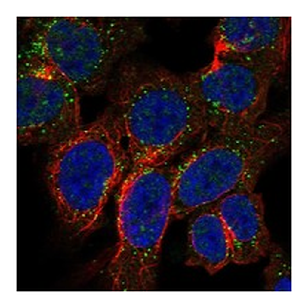 Atlas Antibodies Anti-TRPM3 Antibody