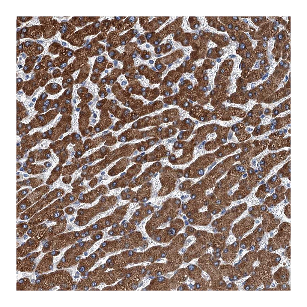 Atlas Antibodies Anti-TRPT1 Antibody