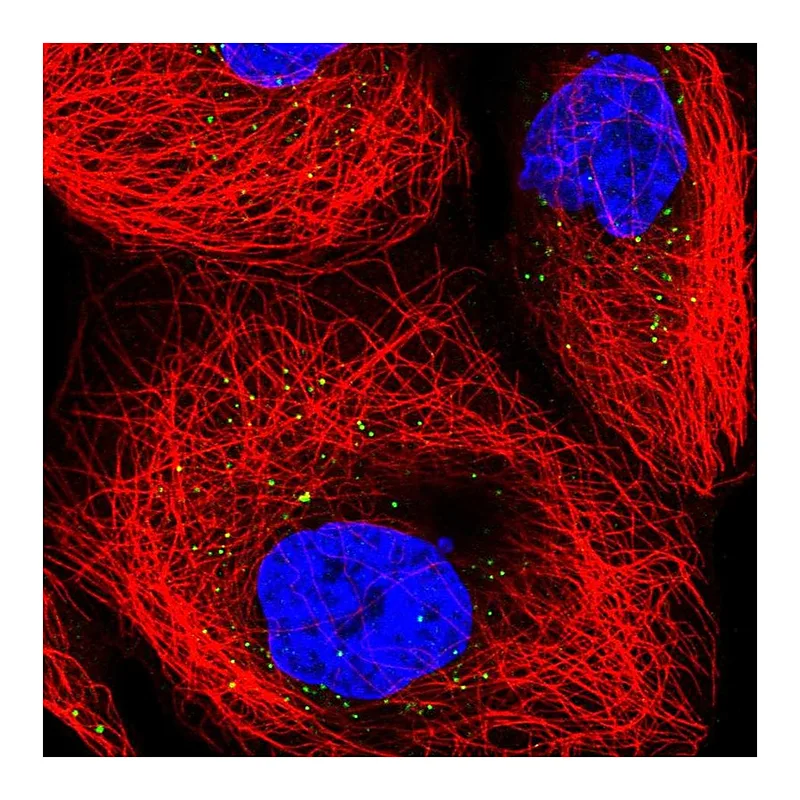 Atlas Antibodies Anti-TRUB1 Antibody