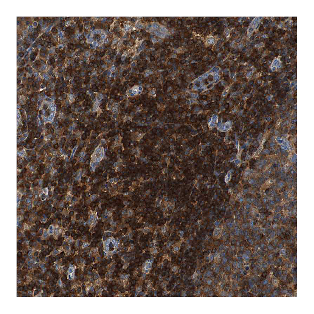 Atlas Antibodies Anti-TSC22D4 Antibody