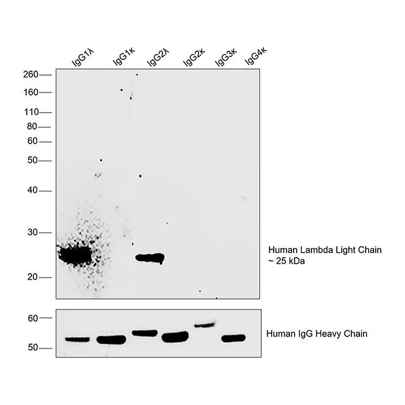 Thermo Fisher Scientific Mouse anti-Human Lambda Light Chain Secondary Antibody