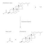 Merck CHOLESTEROL ESTERASE FROM PSEUDOMONAS FL