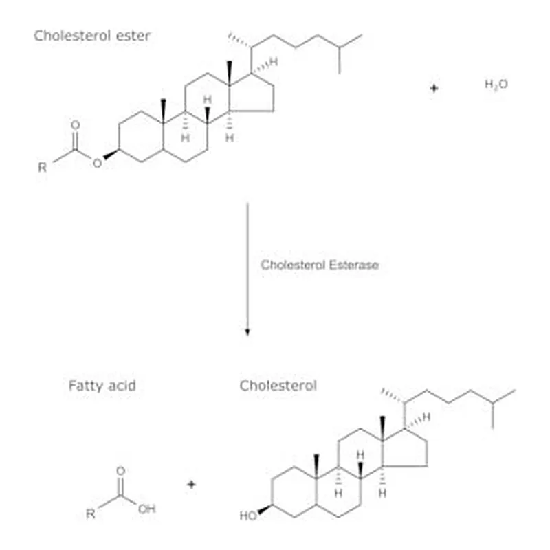 Merck CHOLESTEROL ESTERASE FROM PSEUDOMONAS FL