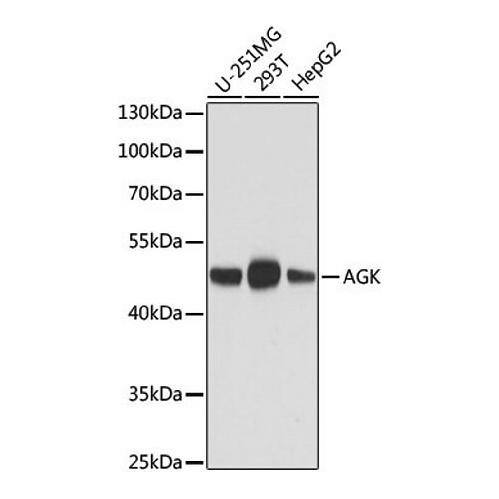 Merck Anti-AGK antibody produced in mouse