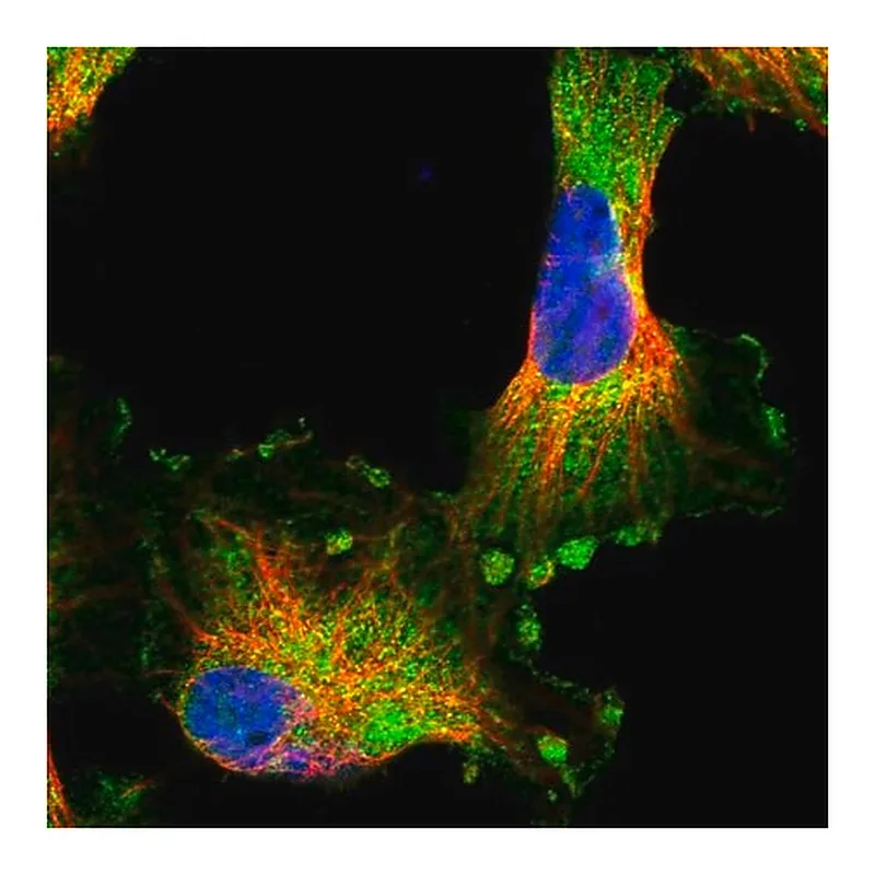 Merck Anti-HARBI1 antibody produced in rabbit