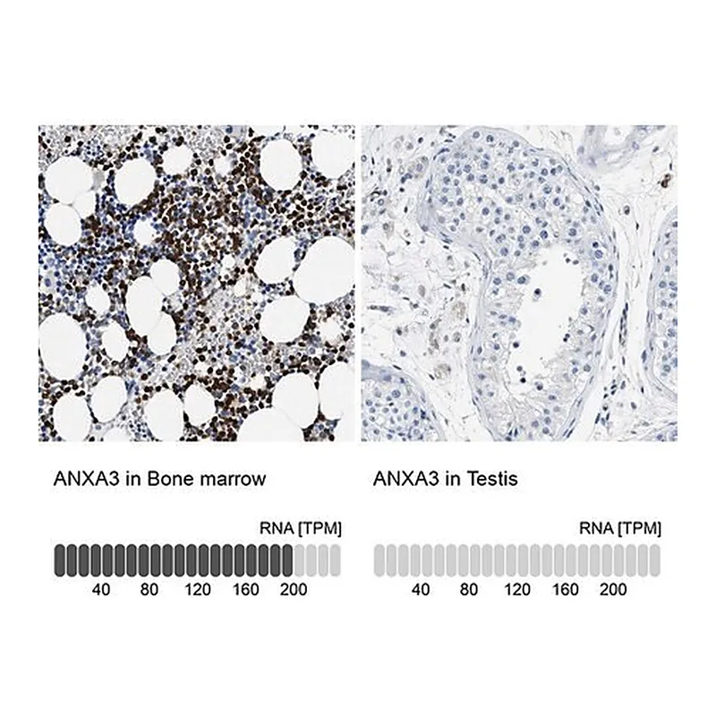 Merck Anti-ANXA3 antibody produced in rabbit