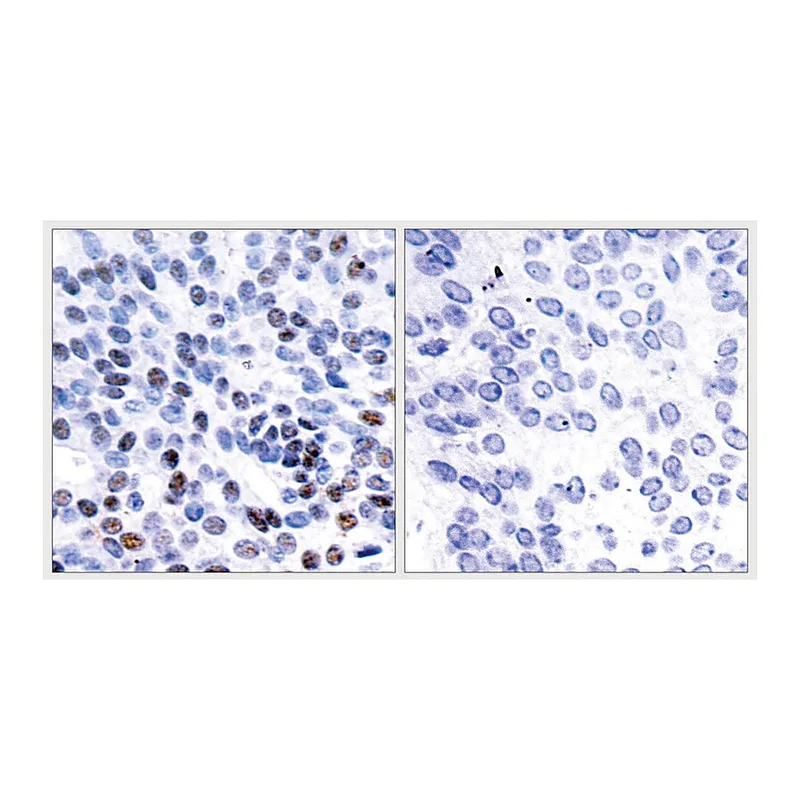 Merck Anti-JUNB antibody produced in rabbit