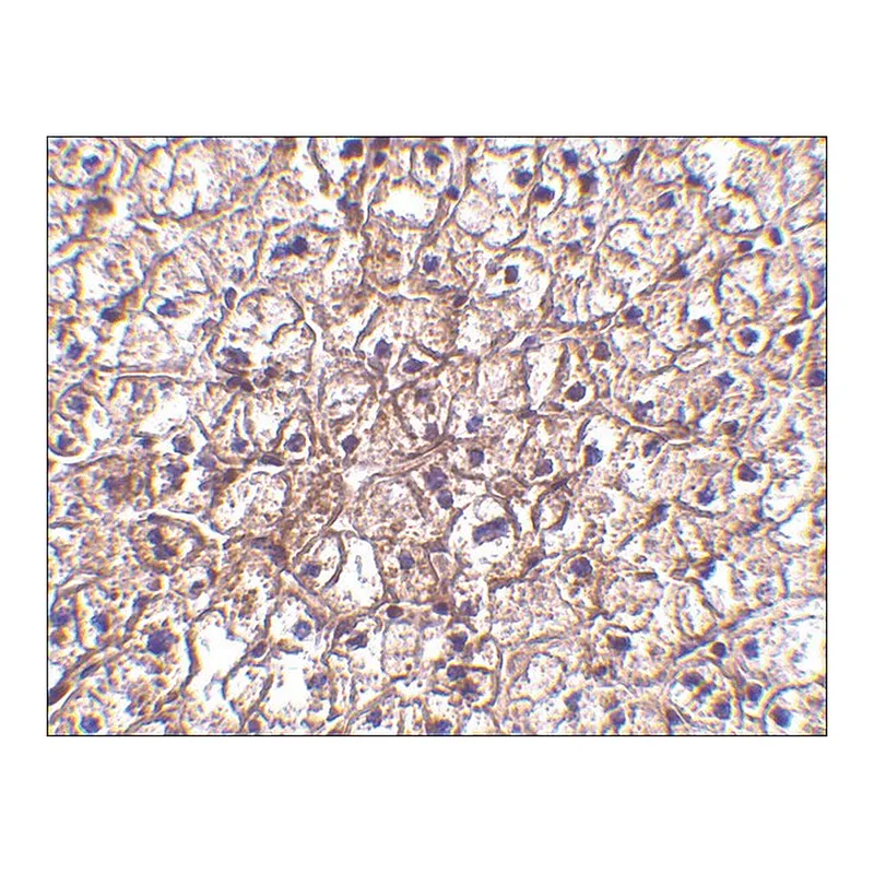Merck Anti-IFN-beta antibody produced in rabbit