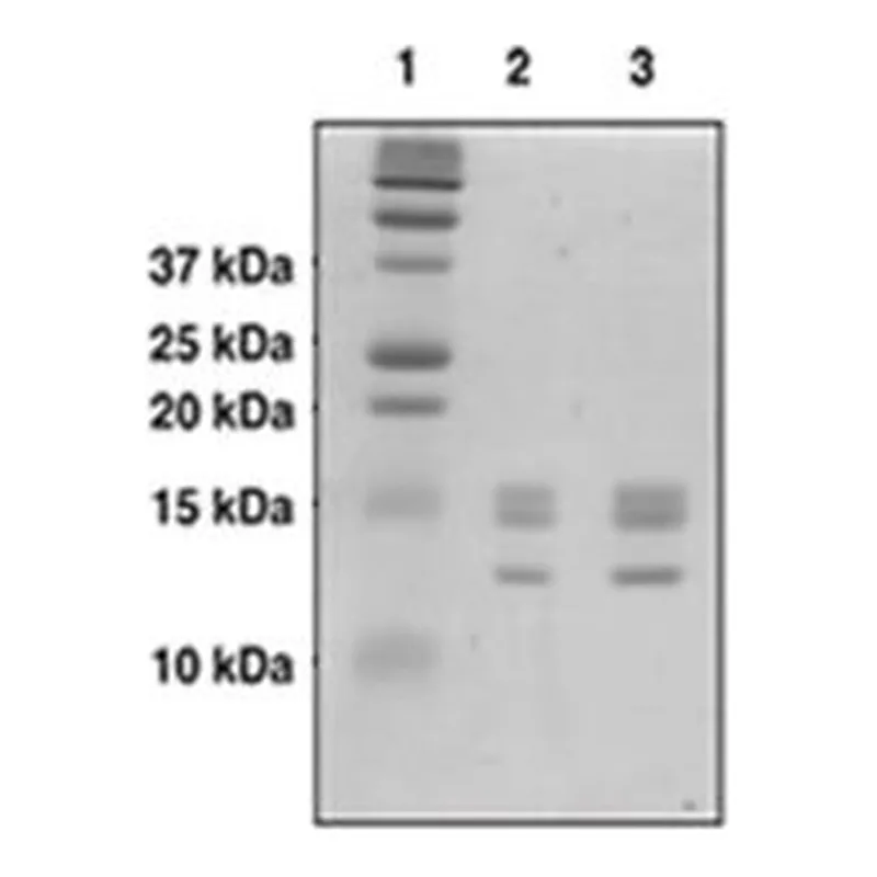 Merck CORE HISTONES(HUMAN)
