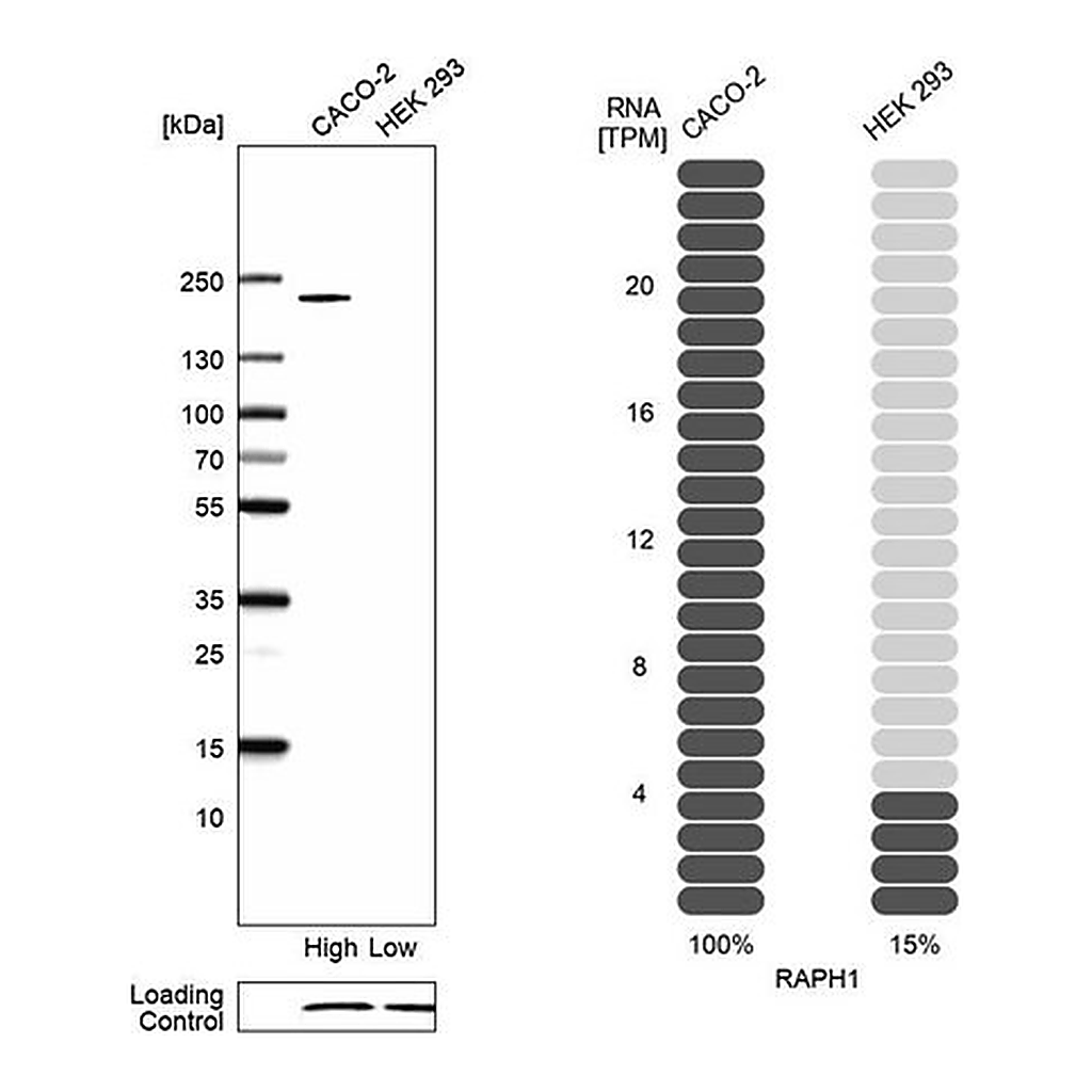 Merck Anti-RAPH1 antibody produced in rabbit