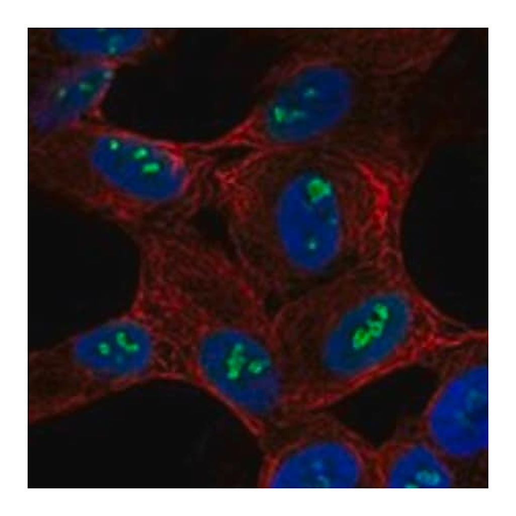 Merck Anti-SH2D7 antibody produced in rabbit