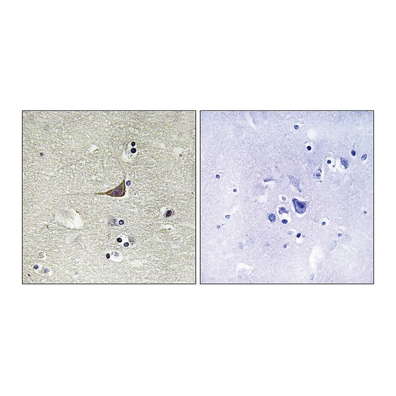 Merck Anti-GPR180 antibody produced in rabbit