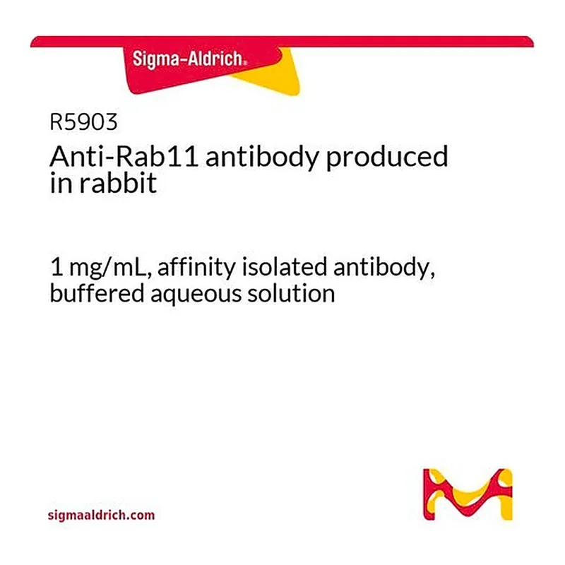 Merck Anti-Rab11 antibody produced in rabbit