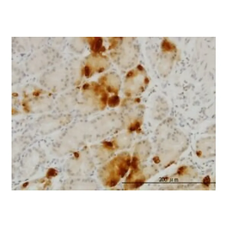 Merck MONOCLONAL ANTI-GHRL