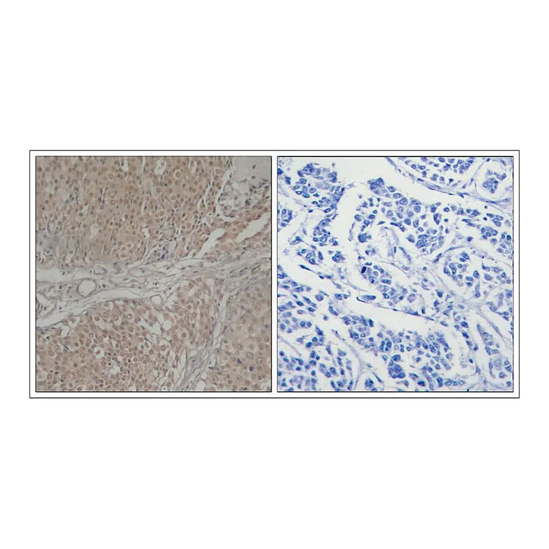 Merck Anti-SMAD3 (Ab-208) antibody produced in rabbit