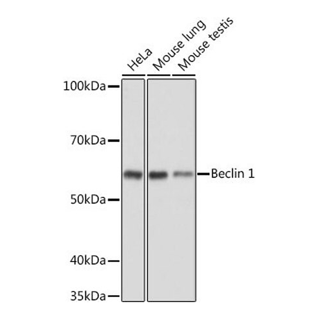 Merck Anti- Beclin 1 antibody produced in rabbit
