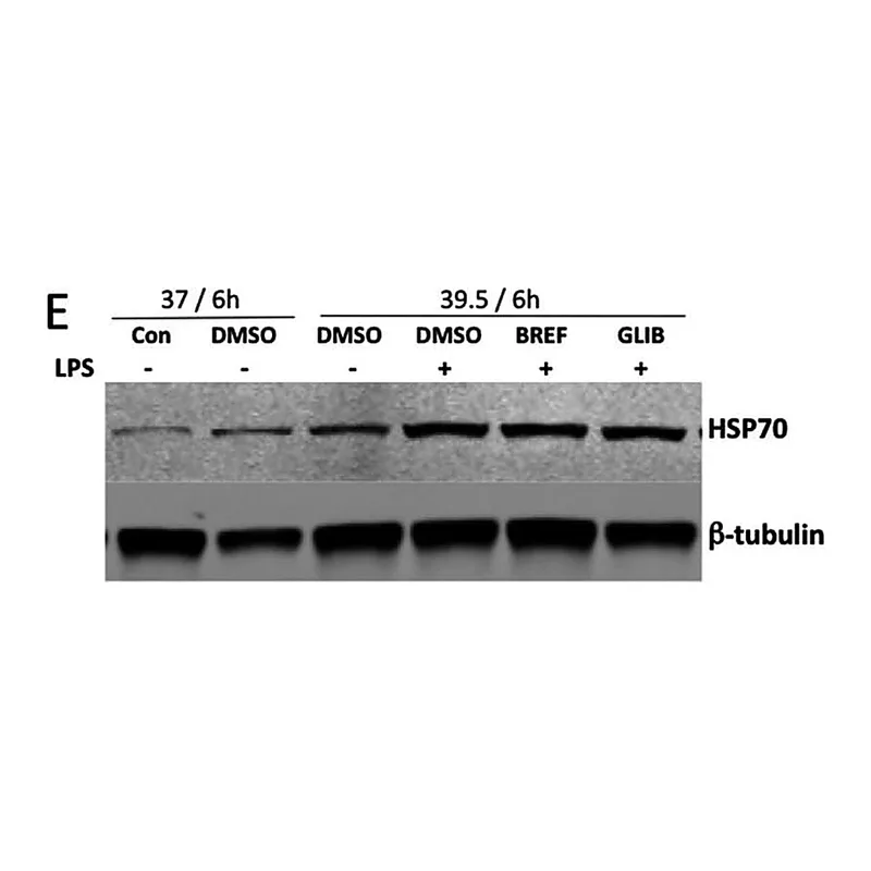 Merck Monoclonal Anti-Heat Shock Protein 70 antibody produced in mouse