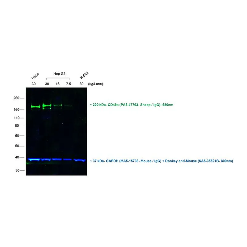 Thermo Fisher Scientific Donkey anti-Sheep IgG (H+L) Cross-Adsorbed Secondary Antibody, Alexa Fluor 680