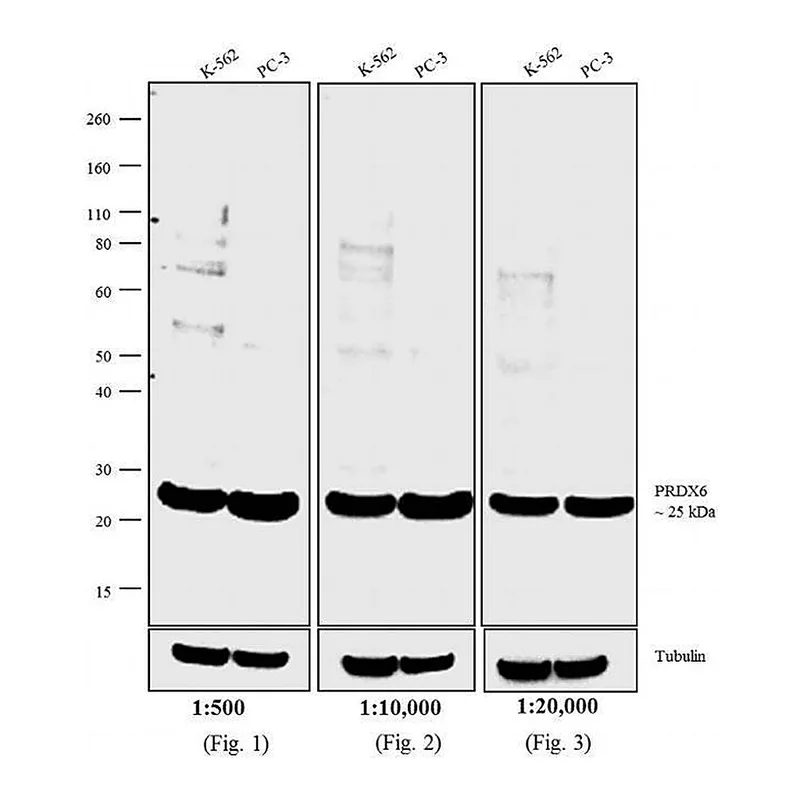 Thermo Fisher Scientific F(ab`)2-Goat anti-Rabbit IgG (H+L) Secondary Antibody, Biotin