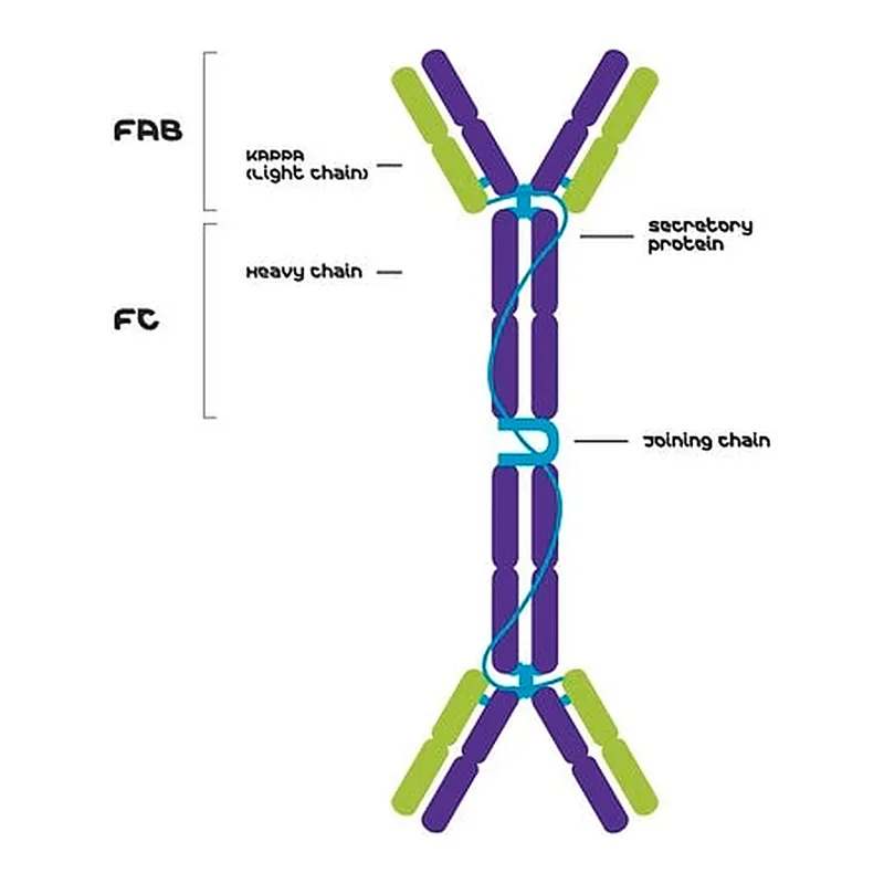 Merck IgA, Kappa from murine myeloma