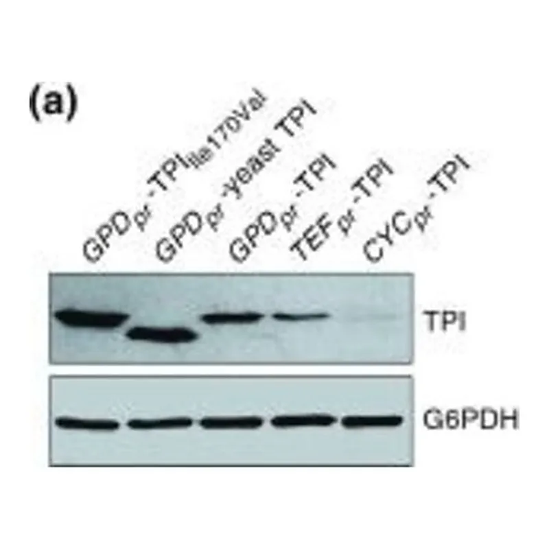 Merck ANTI-GLUCOSE-6-PHOSPHATE DEHYDROGENASE &