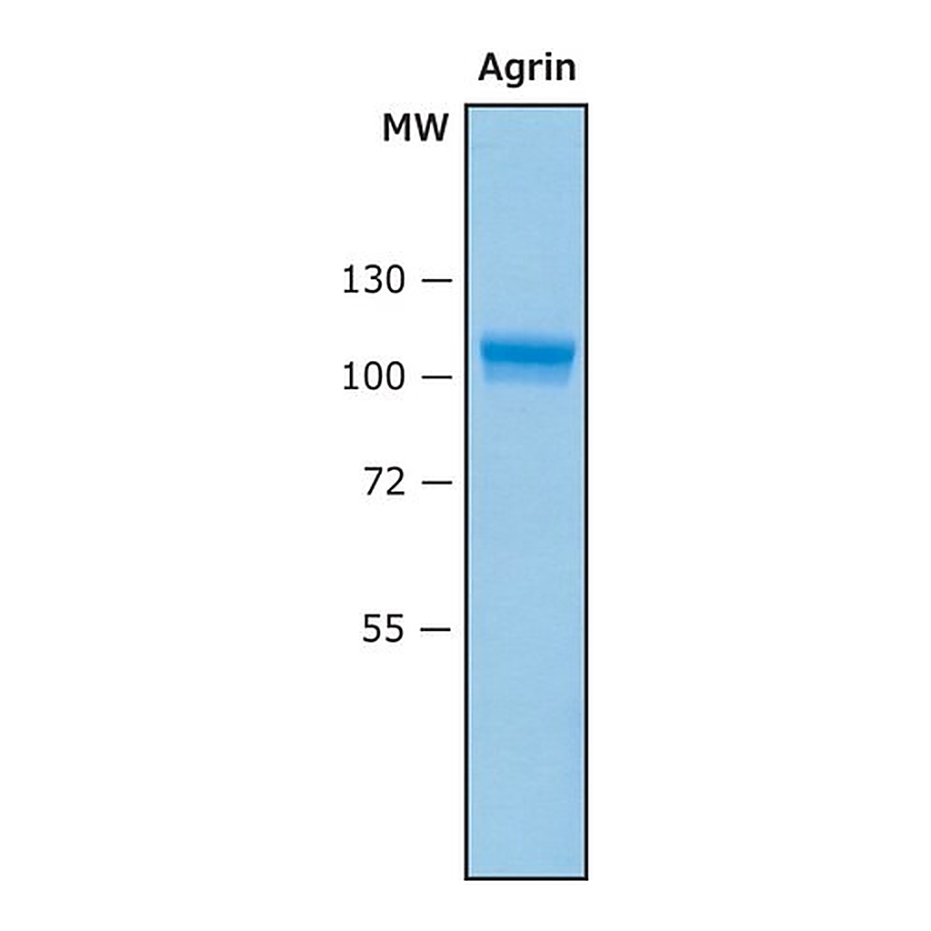 Merck Agrin Human
