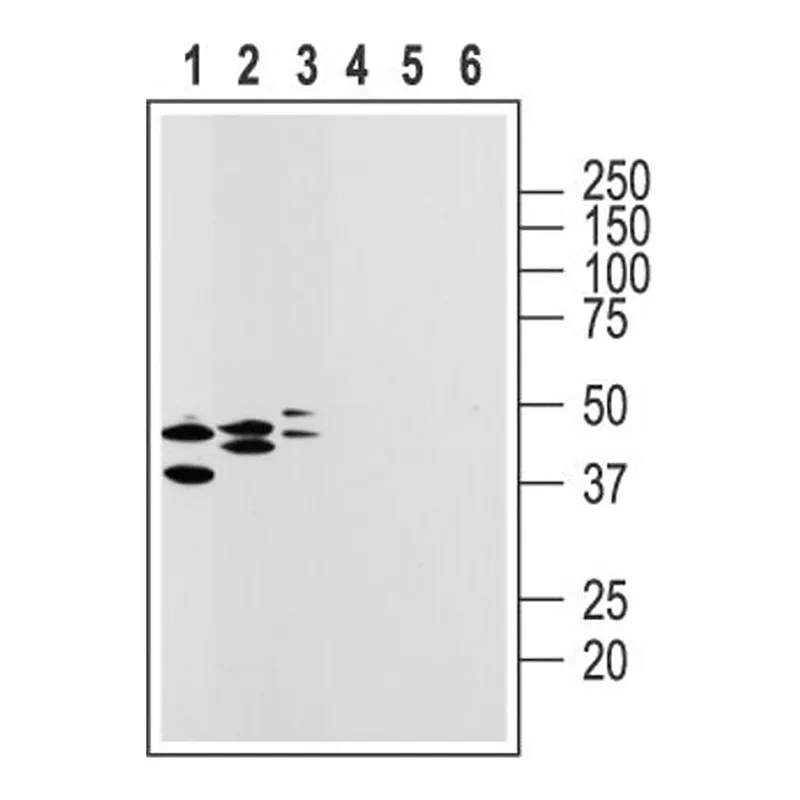 Merck Anti-Purinergic Receptor P2Y14 (extracellular) antibody produced in rabbit