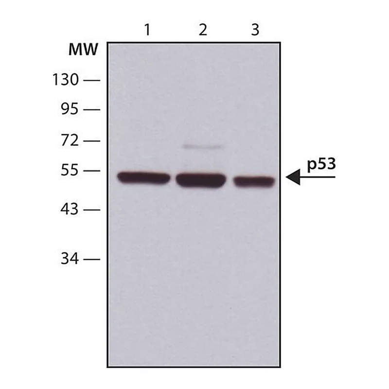 Merck Anti-p53 antibody, Mouse monoclonal