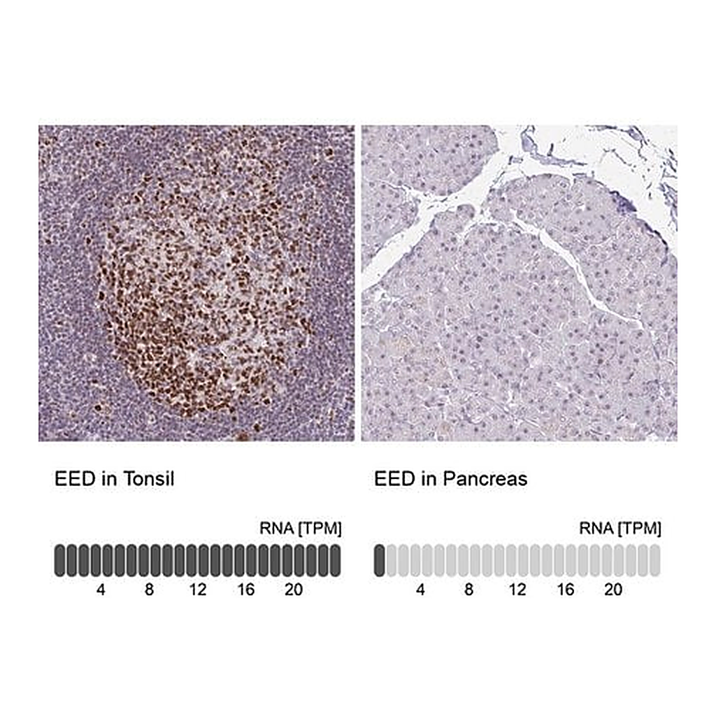 Merck Anti-EED antibody produced in rabbit