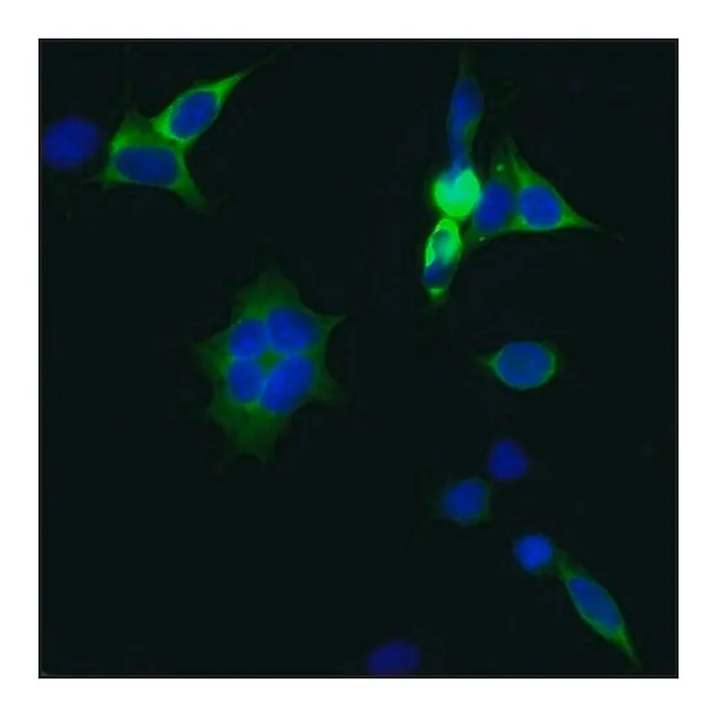 Merck Anti-CRISPR/CAS9 -FITC antibody, Mouse monoclonal