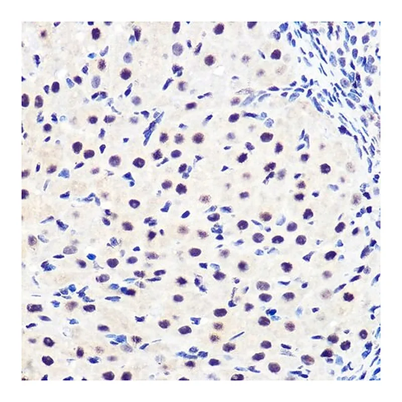 Merck Anti-Phospho-IkappaBalpha-S36 antibody produced in rabbit