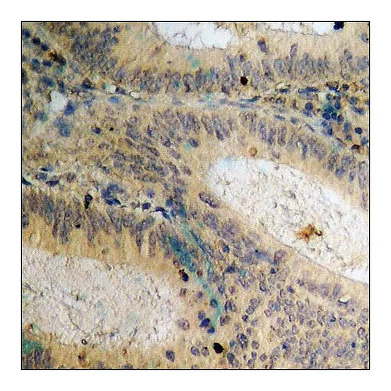 Merck Anti-phospho-Csk (pSer364) antibody produced in rabbit