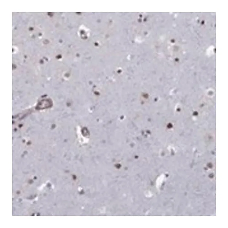 Merck Anti-BRF1 antibody produced in rabbit