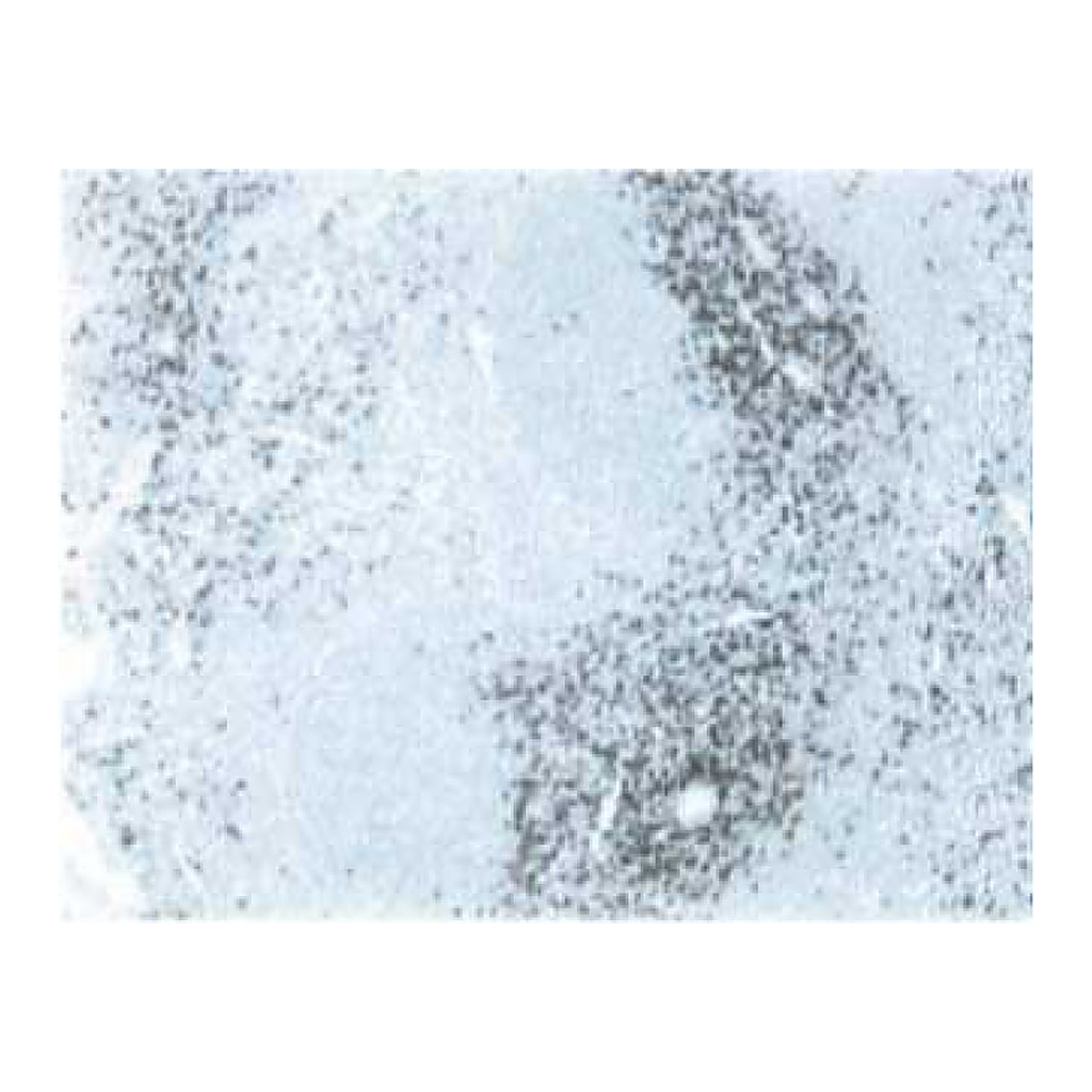 BD Purified Mouse Anti-Rat CD8a