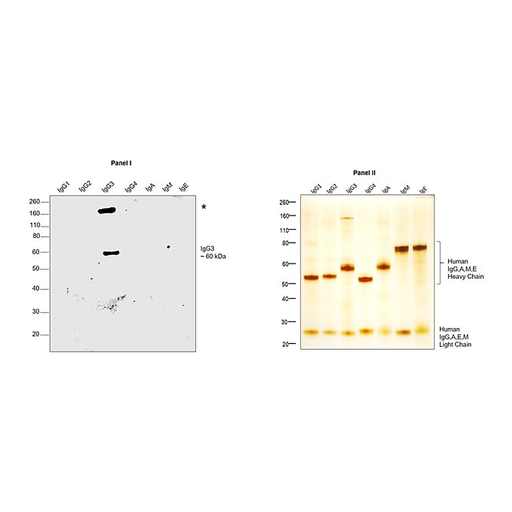 Thermo Fisher Scientific Mouse anti-Human IgG3 (Heavy chain) Secondary Antibody