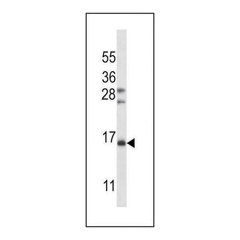 Merck ANTI-FSHB/FSH (CENTER) antibody produced in rabbit