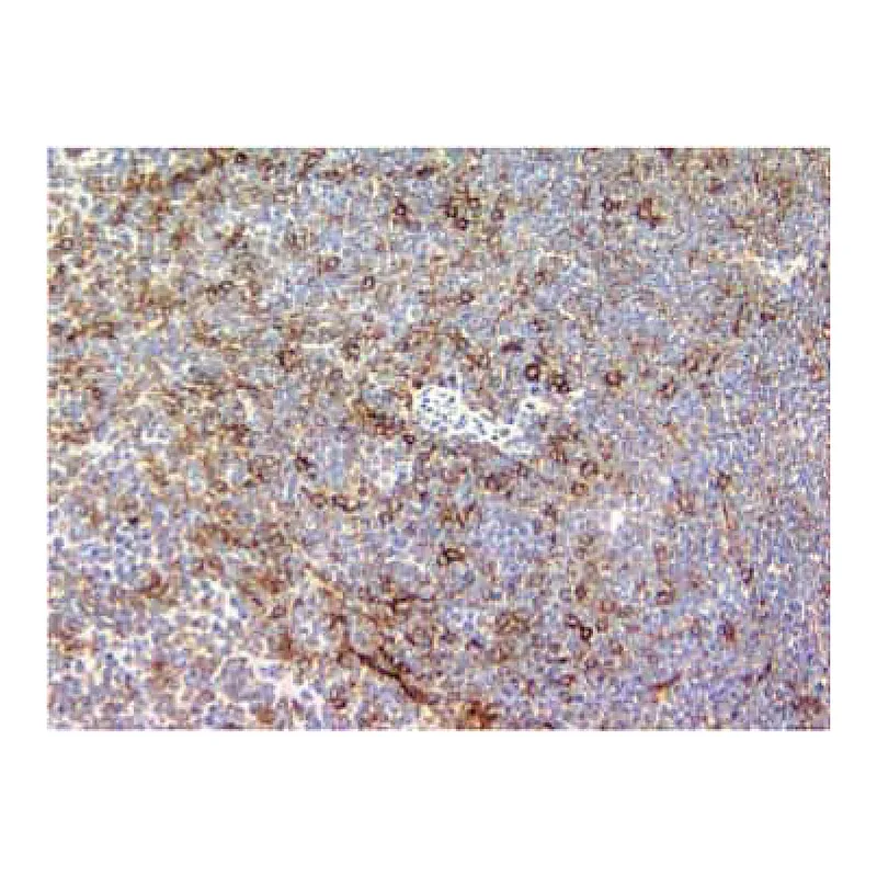 BD Purified Rat Anti-Mouse CD86