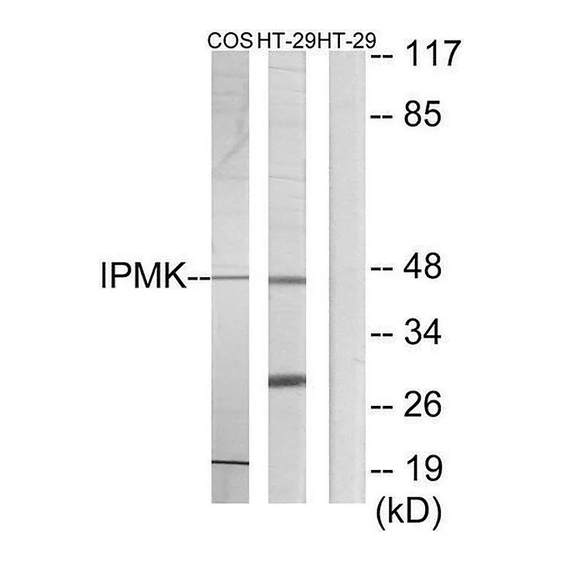 Merck Anti-IPMK antibody produced in rabbit