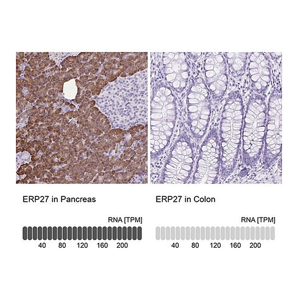 Merck Anti-ERP27 antibody produced in rabbit