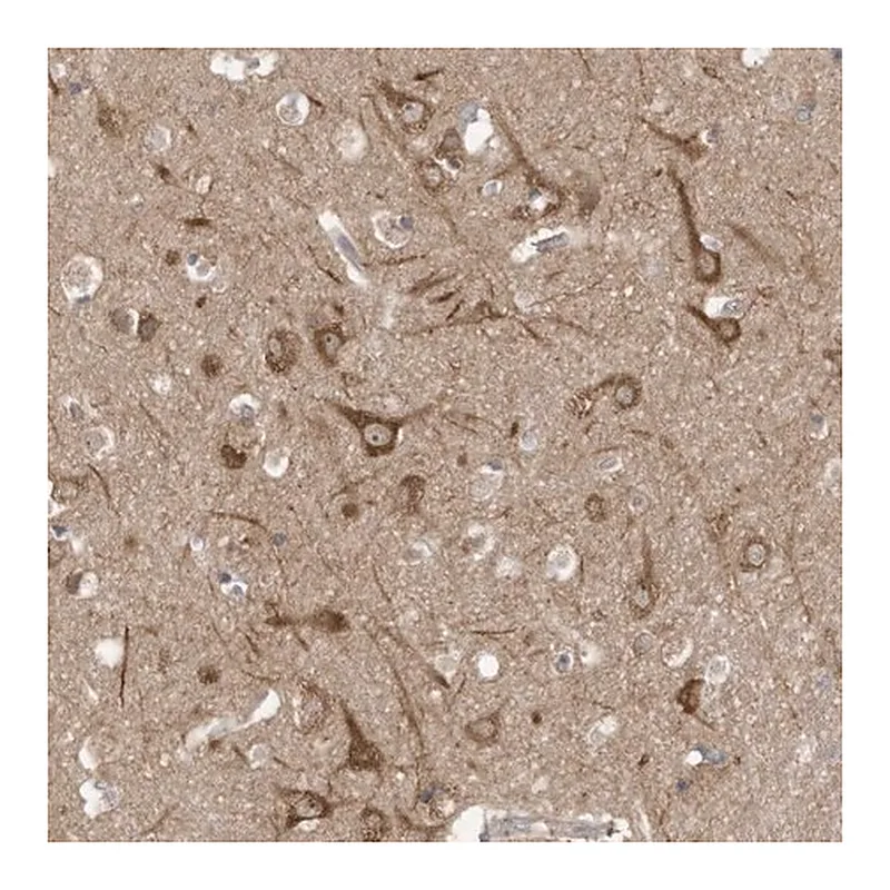 Merck Anti-USE1 antibody produced in rabbit