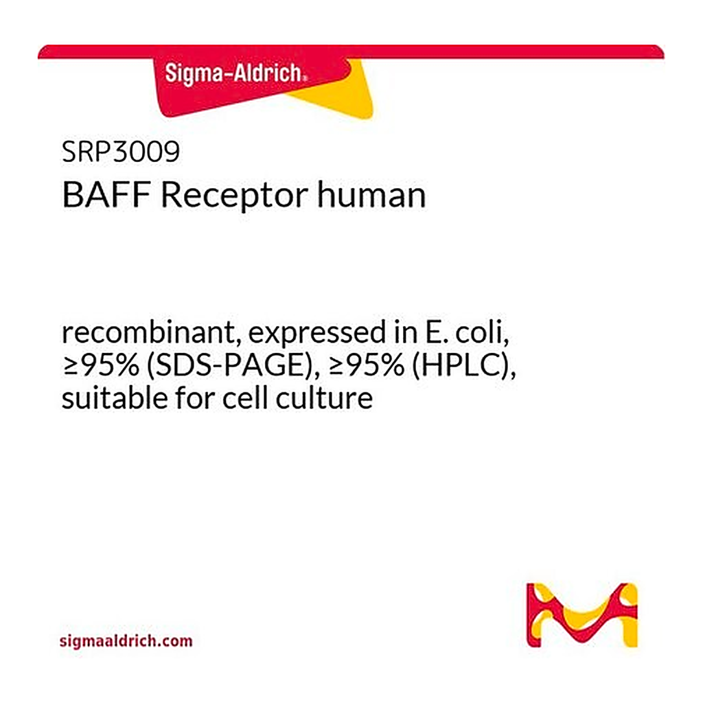 Merck BAFF Receptor human